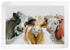 Livestock Cows Splash Wall Art