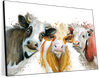 Livestock Cows Splash Wall Art