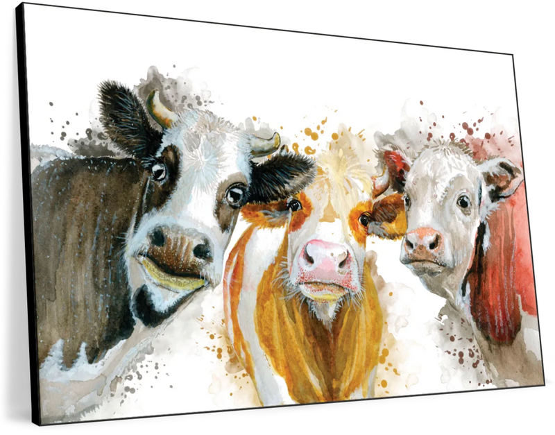 Livestock Cows Splash Wall Art