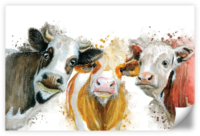 Livestock Cows Splash Wall Art