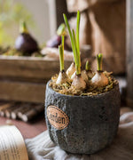 Cement Stone Tiny Garden Planter