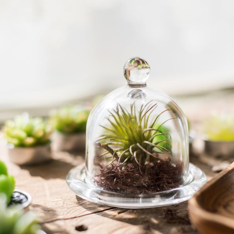 Clear Glass Dome