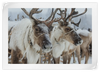 Snow Reindeer Wall Art