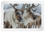 Snow Reindeer Wall Art