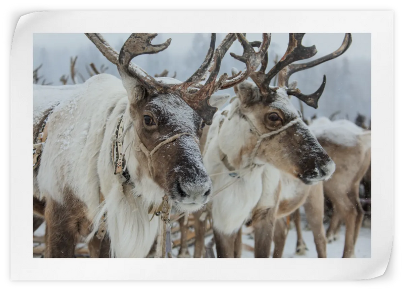 Snow Reindeer Wall Art