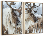 Snow Reindeer Wall Art