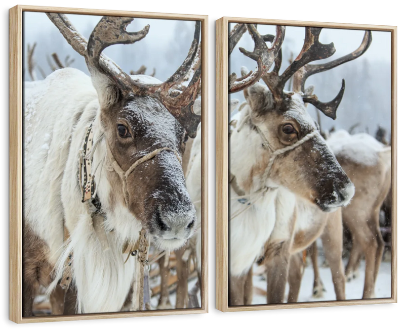Snow Reindeer Wall Art