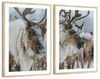 Snow Reindeer Wall Art
