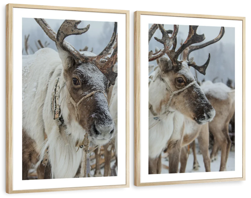 Snow Reindeer Wall Art
