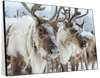 Snow Reindeer Wall Art