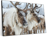 Snow Reindeer Wall Art