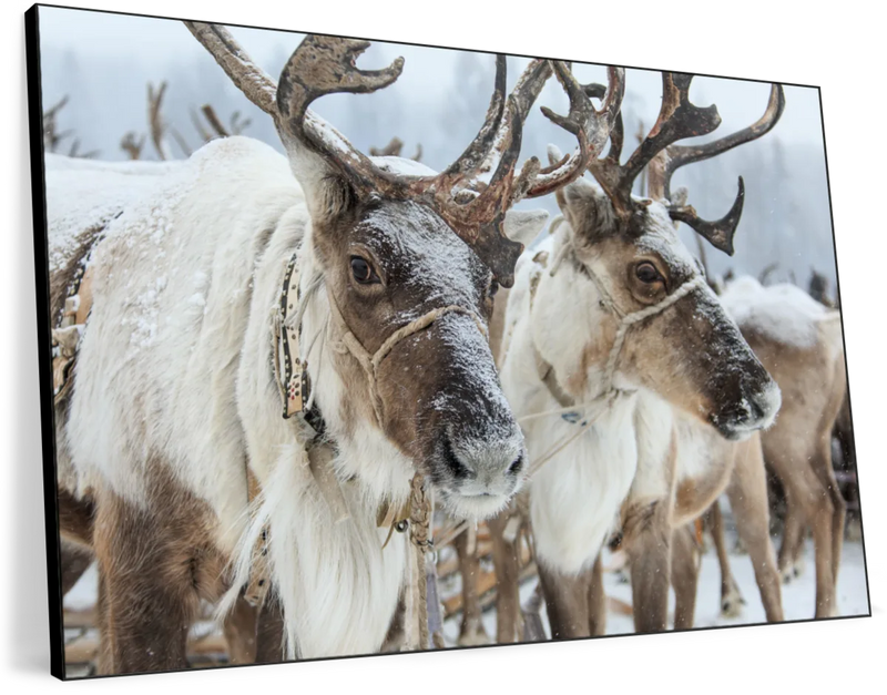 Snow Reindeer Wall Art