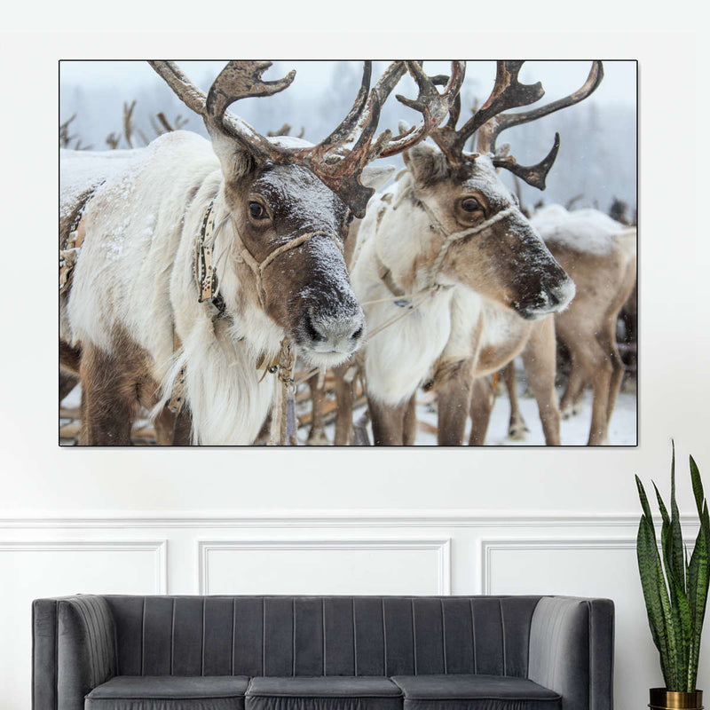 Snow Reindeer Wall Art