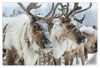 Snow Reindeer Wall Art