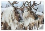 Snow Reindeer Wall Art