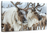 Snow Reindeer Wall Art