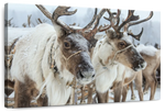 Snow Reindeer Wall Art