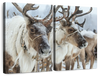 Snow Reindeer Wall Art
