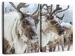 Snow Reindeer Wall Art