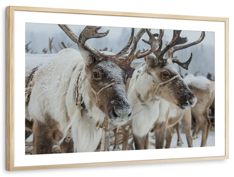 Snow Reindeer Wall Art