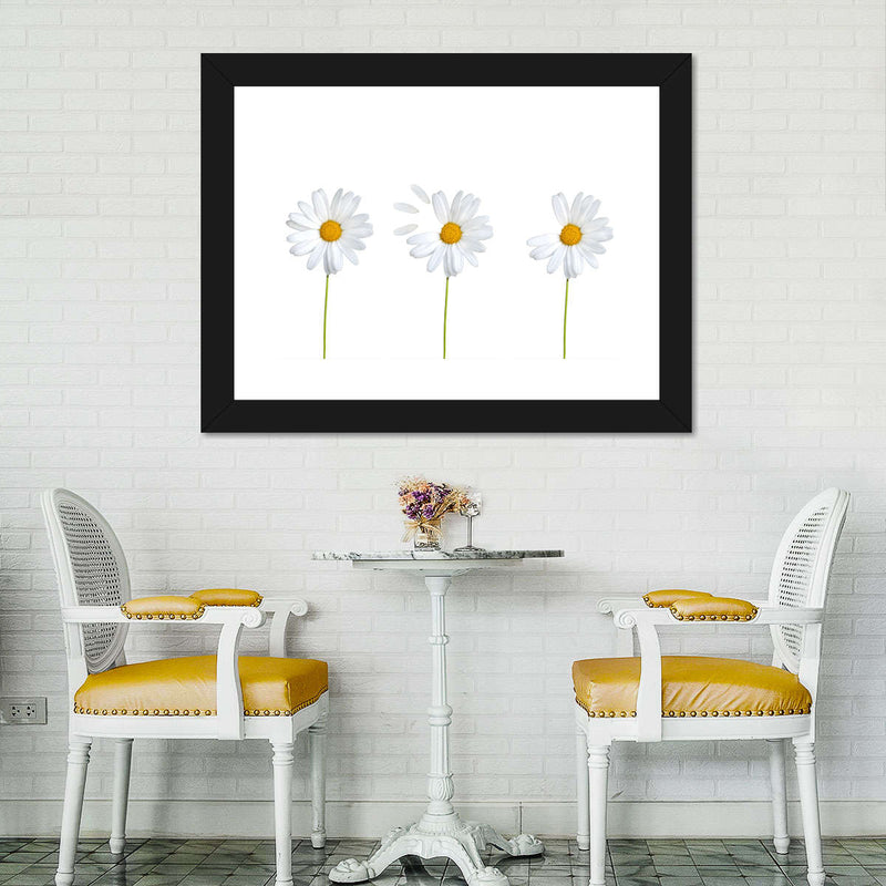 Plucked Daisies Wall Art