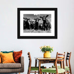 Monochrome Angus Cows Wall Art
