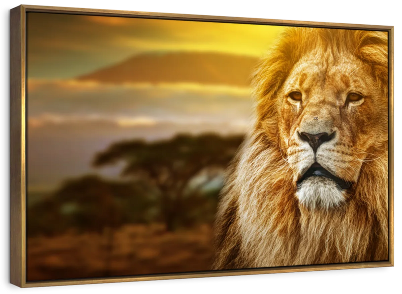 Lion In African Safari Wall Art