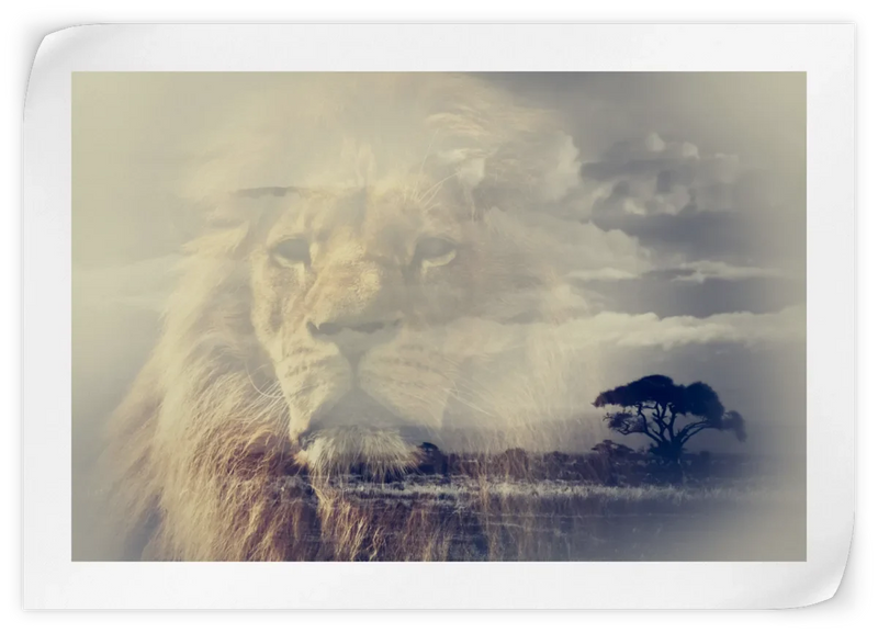Kingdom Of Lions Wall Art
