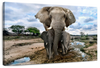 Safari Elephants Wall Art