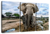 Safari Elephants Wall Art