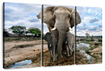 Safari Elephants Wall Art