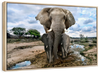Safari Elephants Wall Art
