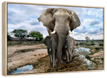 Safari Elephants Wall Art