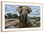 Safari Elephants Wall Art