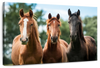 Young Horses Wall Art