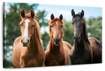 Young Horses Wall Art
