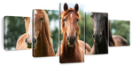 Young Horses Wall Art