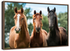 Young Horses Wall Art
