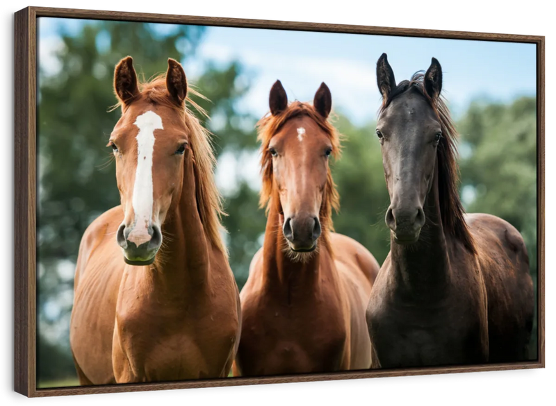 Young Horses Wall Art
