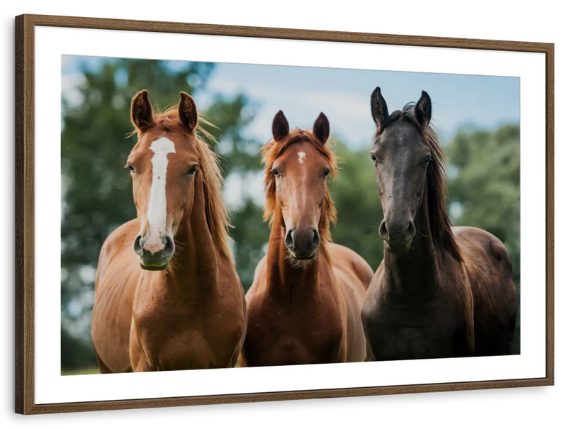 Young Horses Wall Art