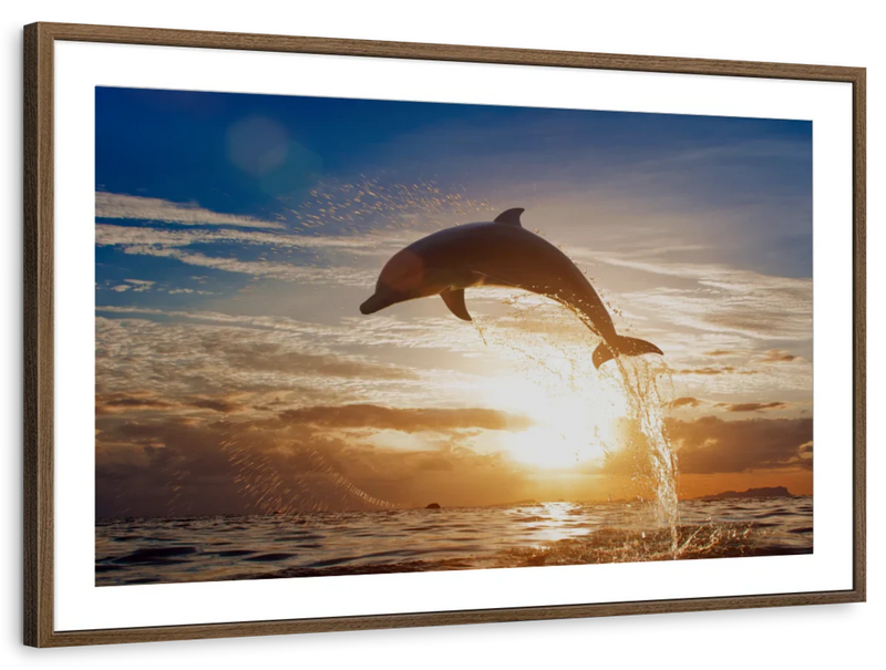 Jumping Dolphin Wall Art