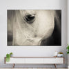 White Horse Eye Wall Art