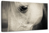 White Horse Eye Wall Art