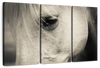 White Horse Eye Wall Art