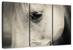 White Horse Eye Wall Art