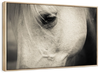 White Horse Eye Wall Art