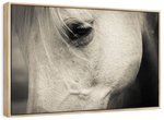 White Horse Eye Wall Art