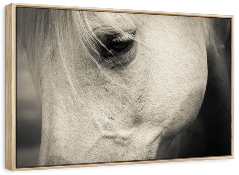 White Horse Eye Wall Art