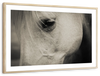 White Horse Eye Wall Art
