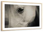 White Horse Eye Wall Art